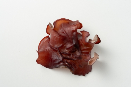 Fungus